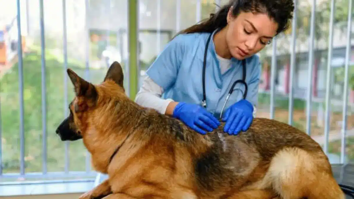 Veterinaria inspeccionando la piel de un perro para detectar alergias cutáneas, ilustrando la importancia del cuidado y tratamiento natural con agua ozonizada.