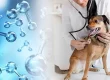 Perro con veterinaria en clínica junto a gráficos de ozono, simbolizando tratamiento veterinario con agua ozonizada