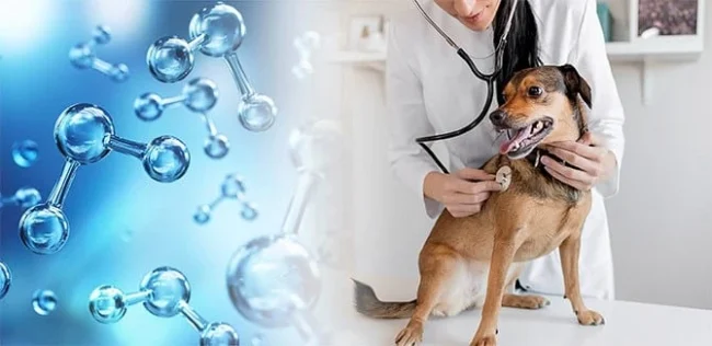 Perro con veterinaria en clínica junto a gráficos de ozono, simbolizando tratamiento veterinario con agua ozonizada