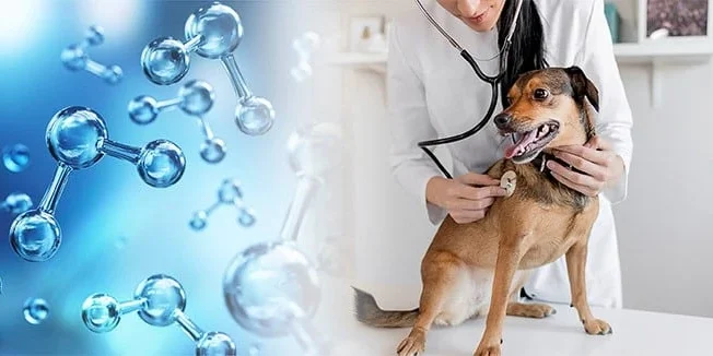 Perro con veterinaria en clínica junto a gráficos de ozono, simbolizando tratamiento veterinario con agua ozonizada